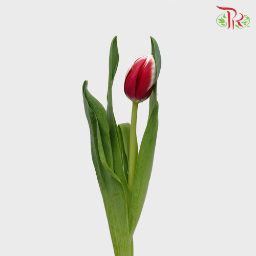 Tulip - Energy 4All (5 Stems / 10 Stems)-Netherland-prflorist.com.my