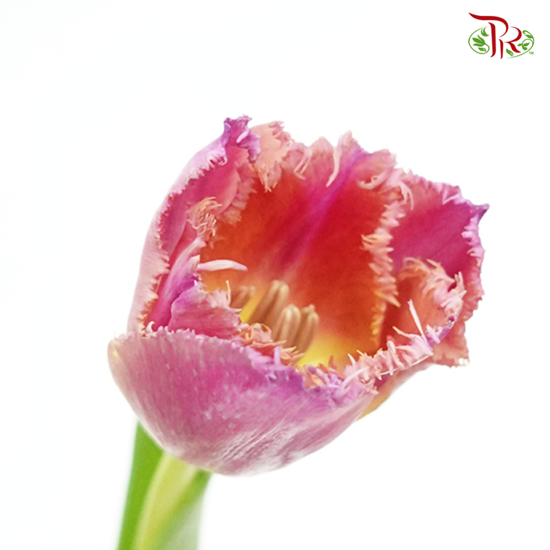 Tulip - Frilled Dark Pink (5 Stems / 10 Stems)-Netherland-prflorist.com.my