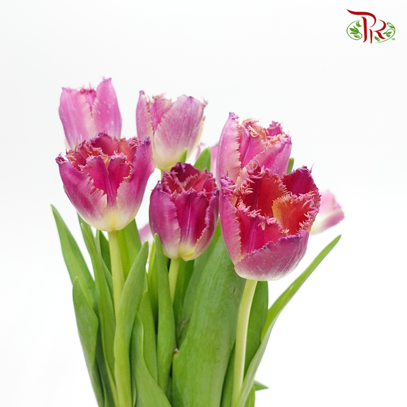 Tulip - Frilled Dark Pink (5 Stems / 10 Stems)-Netherland-prflorist.com.my