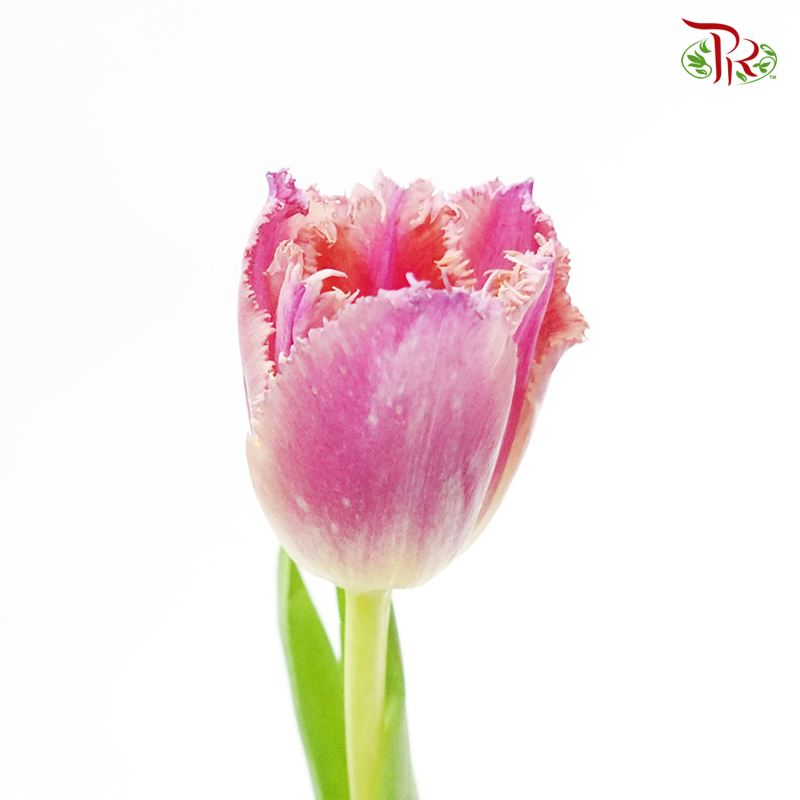 Tulip - Frilled Dark Pink (5 Stems / 10 Stems)-Netherland-prflorist.com.my