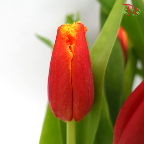 Tulip - Frilled Double Davenport (5 Stems / 10 Stems)-Netherland-prflorist.com.my