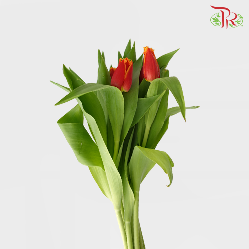 Tulip - Frilled Double Davenport (5 Stems / 10 Stems)-Netherland-prflorist.com.my