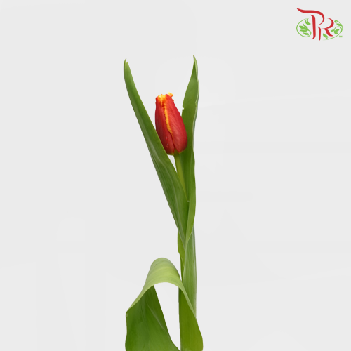 Tulip - Frilled Double Davenport (5 Stems / 10 Stems)-Netherland-prflorist.com.my