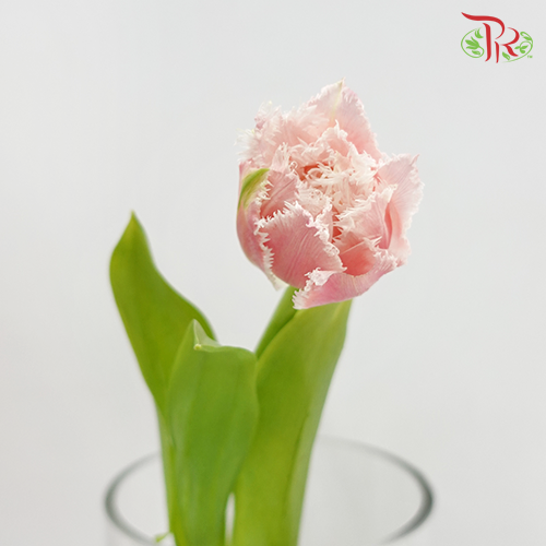 Tulip - Frilled Queensland (5 Stems / 10 Stems)-Netherland-prflorist.com.my