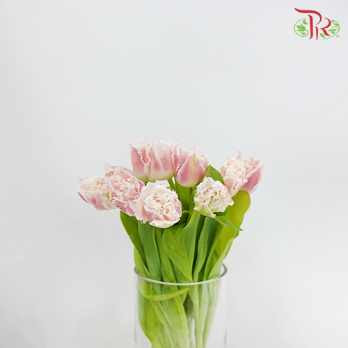 Tulip - Frilled Queensland (5 Stems / 10 Stems)-Netherland-prflorist.com.my