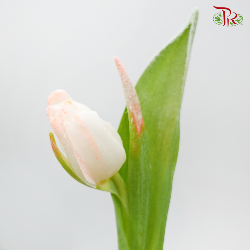 Tulip Frost- Orange (5 Stems)-Orange-Netherland-prflorist.com.my