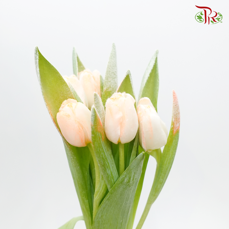 Tulip Frost- Orange (5 Stems)-Orange-Netherland-prflorist.com.my