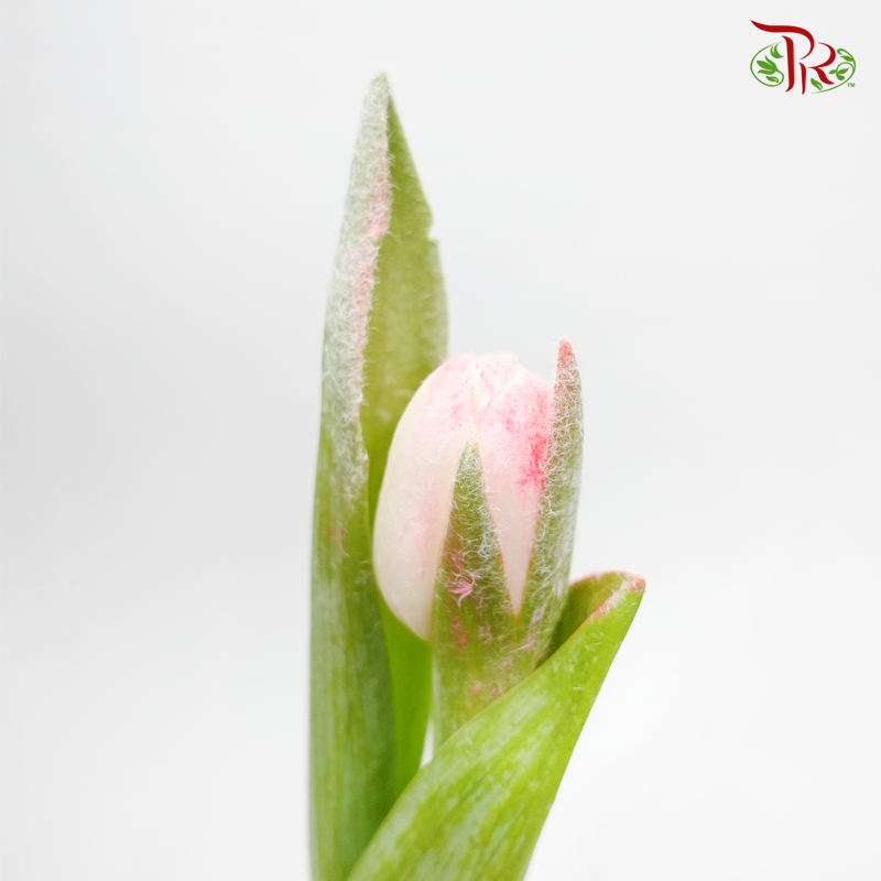 Tulip Frost- Pink (5 Stems)-Pink-Netherland-prflorist.com.my