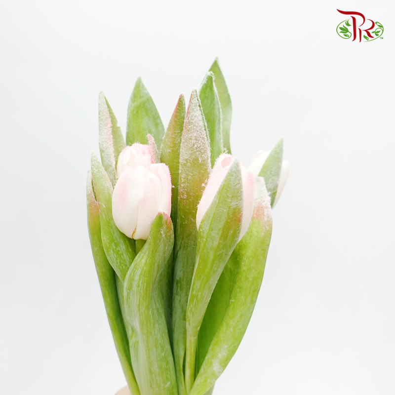 Tulip Frost- Pink (5 Stems)-Pink-Netherland-prflorist.com.my