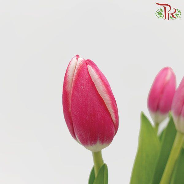 Tulip - Furand (5 Stems / 10 Stems)-Netherland-prflorist.com.my