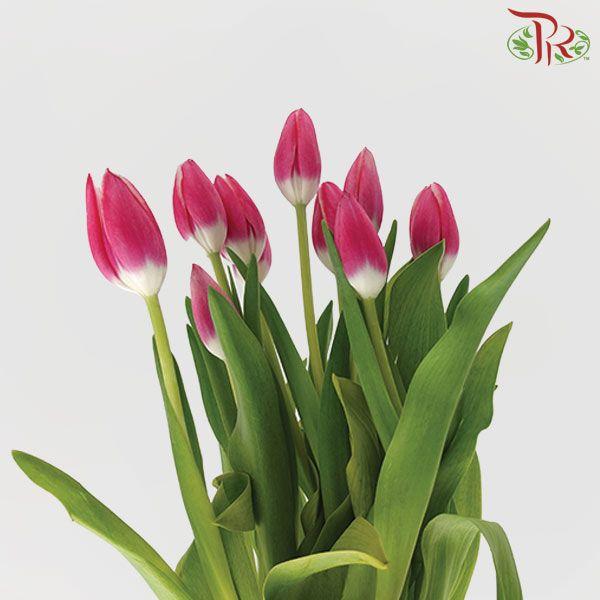 Tulip - Furand (5 Stems / 10 Stems)-Netherland-prflorist.com.my