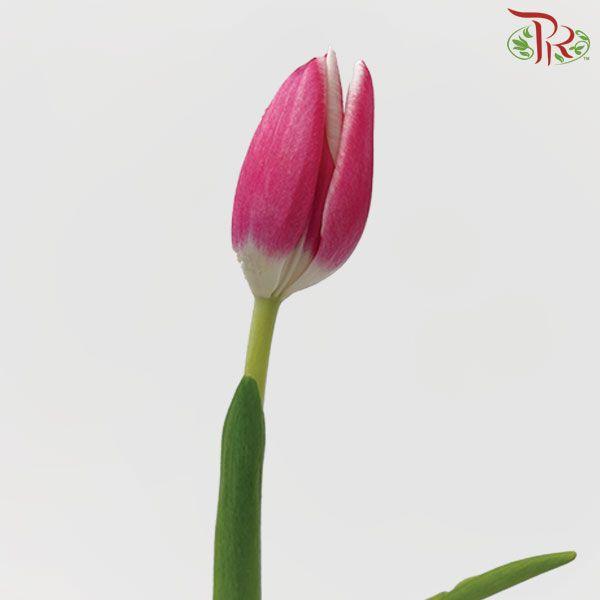 Tulip - Furand (5 Stems / 10 Stems)-Netherland-prflorist.com.my