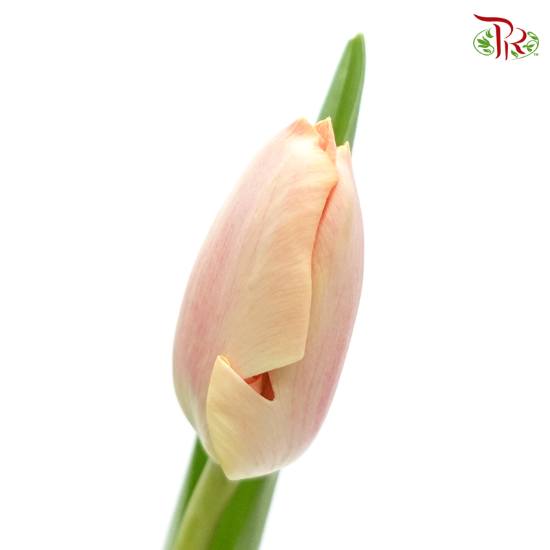 Tulip - Gambino (5 Stems / 10 Stems)-Netherland-prflorist.com.my