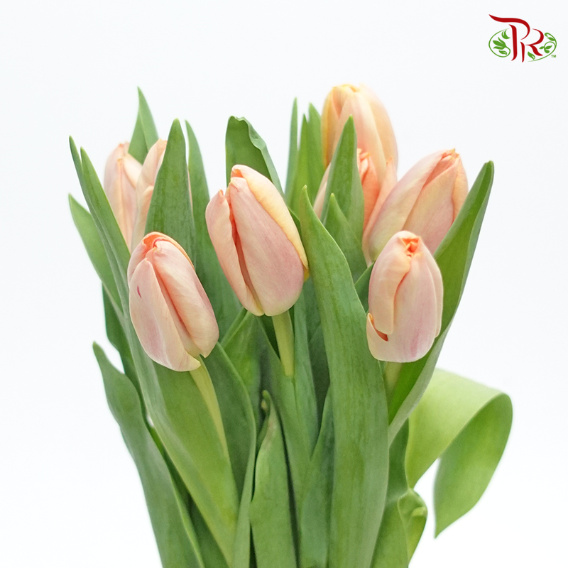 Tulip - Gambino (5 Stems / 10 Stems)-Netherland-prflorist.com.my