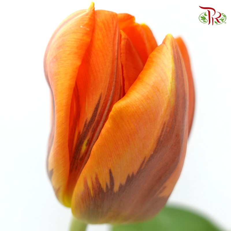 Tulip -Hermitage (5 Stems / 10 Stems)-Netherland-prflorist.com.my