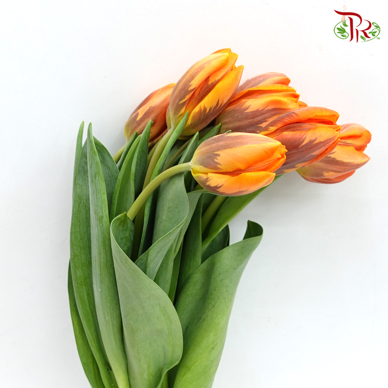 Tulip -Hermitage (5 Stems / 10 Stems)-Netherland-prflorist.com.my