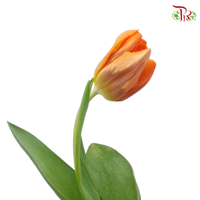 Tulip -Hermitage (5 Stems / 10 Stems)-Netherland-prflorist.com.my