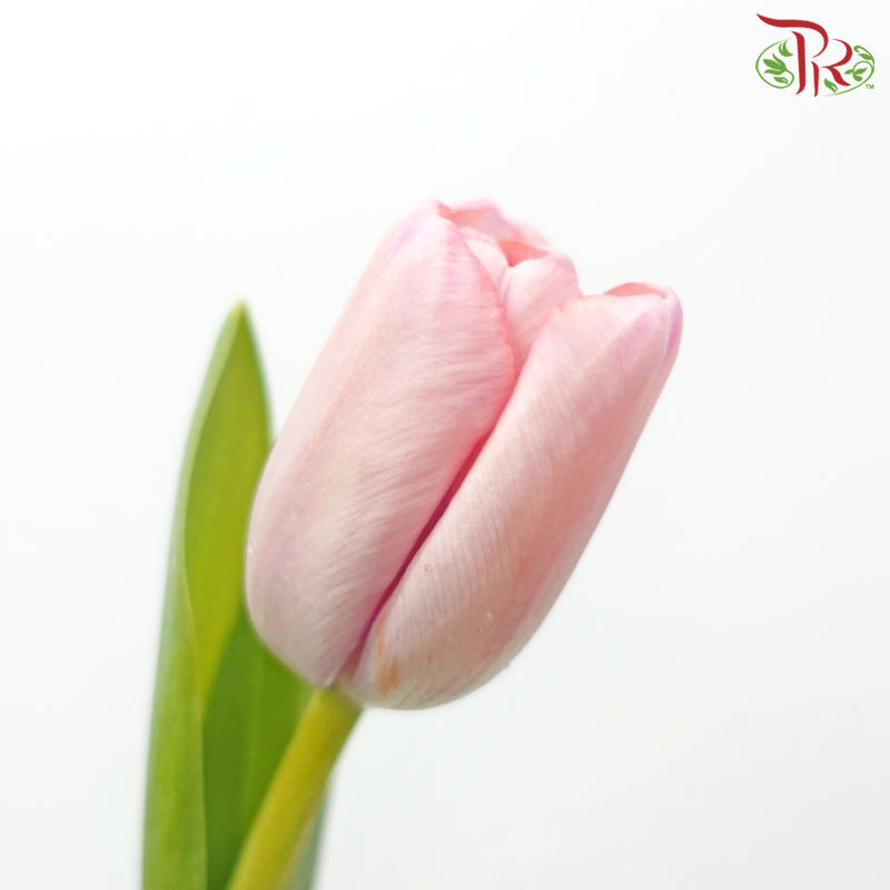 Tulip - Jumbo Pink (5 Stems / 10 Stems)-Netherland-prflorist.com.my