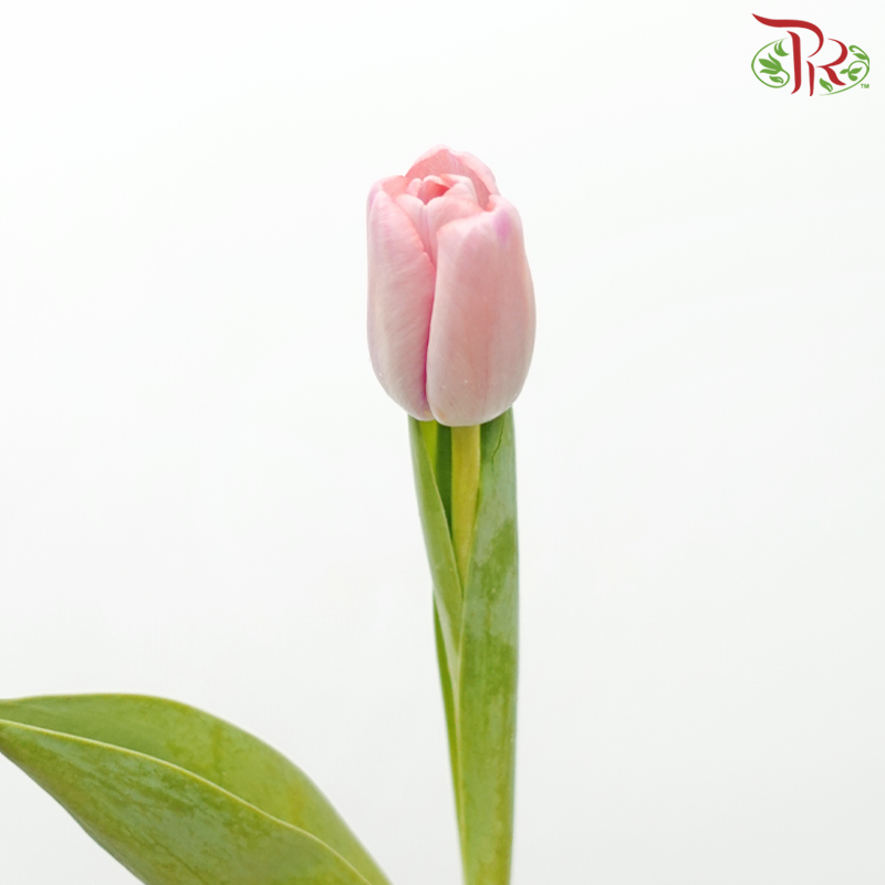 Tulip - Jumbo Pink (5 Stems / 10 Stems)-Netherland-prflorist.com.my