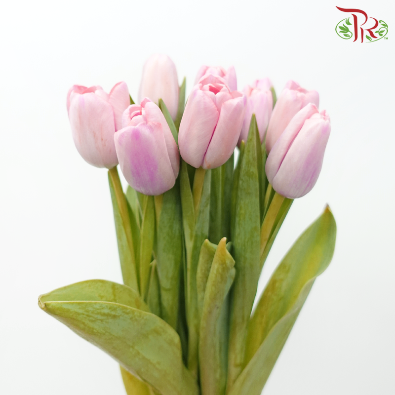 Tulip - Jumbo Pink (5 Stems / 10 Stems)-Netherland-prflorist.com.my