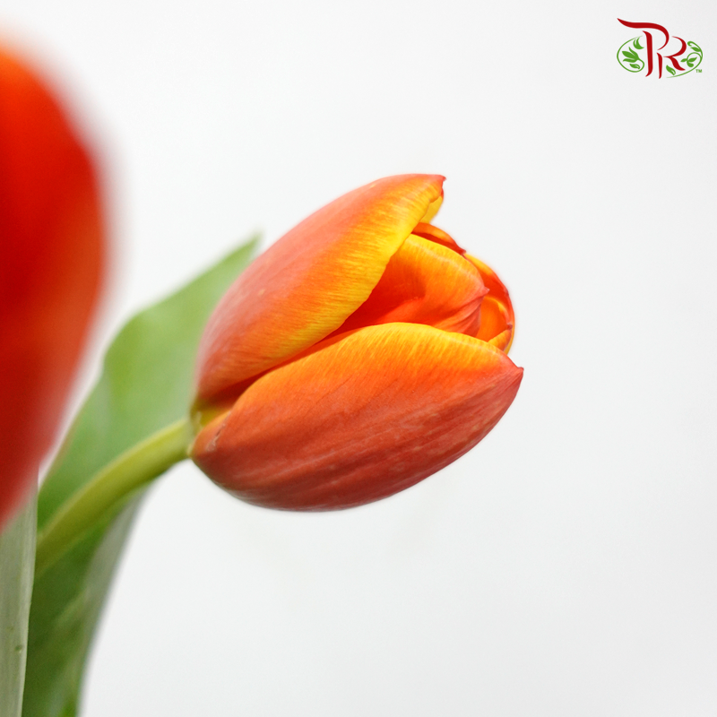 Tulip- Kee Nelis (5 Stems / 10 Stems)-Netherland-prflorist.com.my