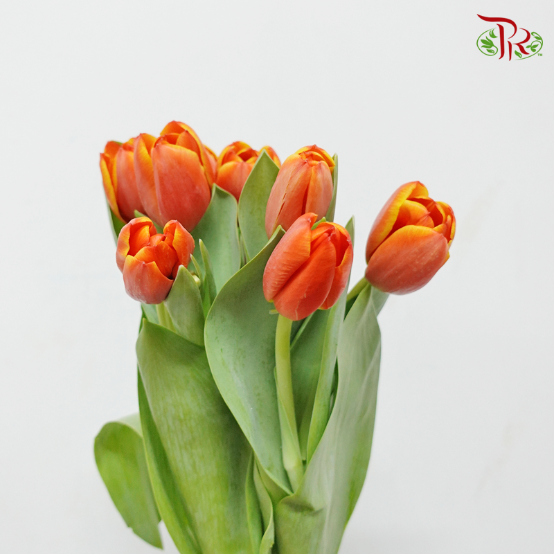 Tulip- Kee Nelis (5 Stems / 10 Stems)-Netherland-prflorist.com.my