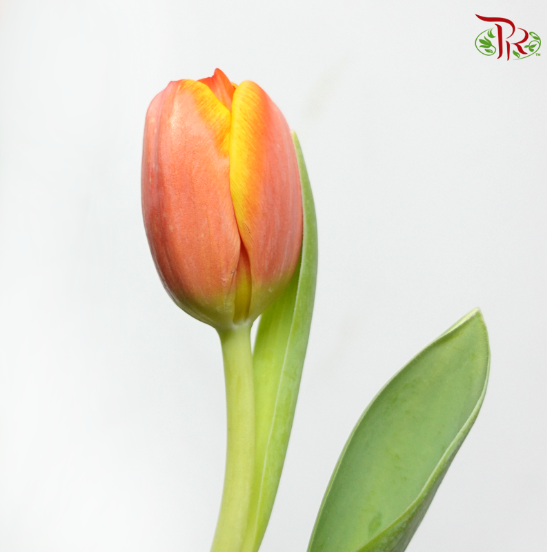 Tulip- Kee Nelis (5 Stems / 10 Stems)-Netherland-prflorist.com.my