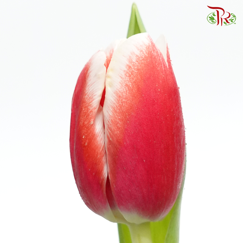 Tulip -Kung Fu (5 Stems / 10 Stems)-Netherland-prflorist.com.my