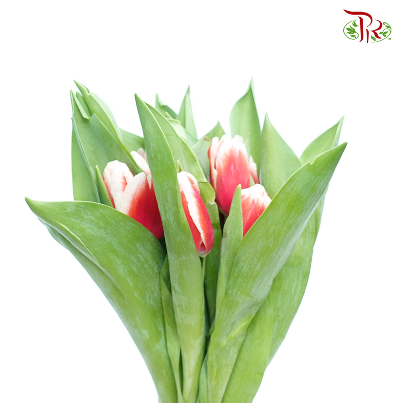 Tulip -Kung Fu (5 Stems / 10 Stems)-Netherland-prflorist.com.my