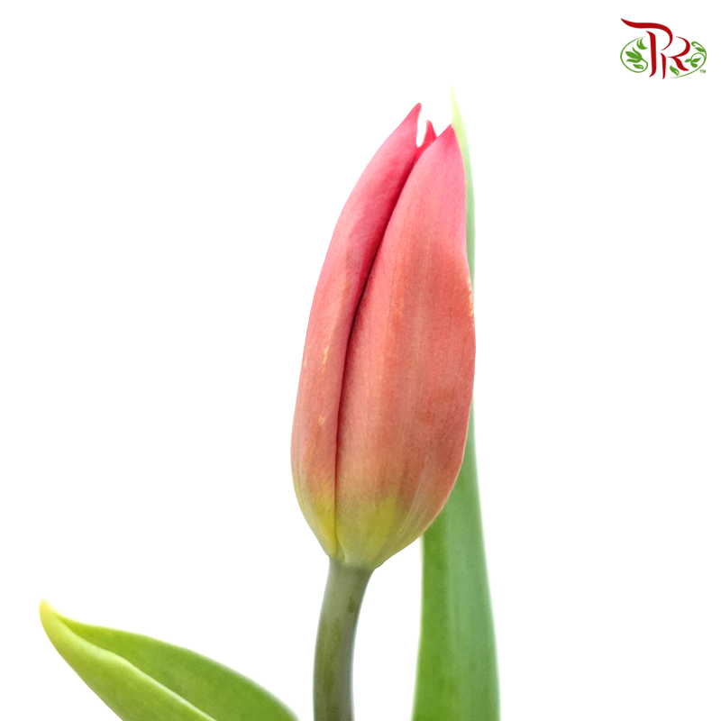 Tulip- Light Coral (5 Stems / 10 Stems)-Netherland-prflorist.com.my