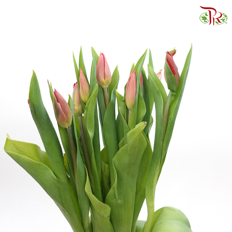 Tulip- Light Coral (5 Stems / 10 Stems)-Netherland-prflorist.com.my