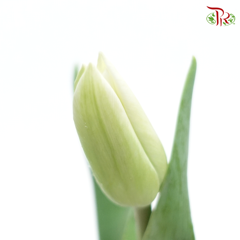 Tulip - Light Green (5 Stems / 10 Stems)-Netherland-prflorist.com.my