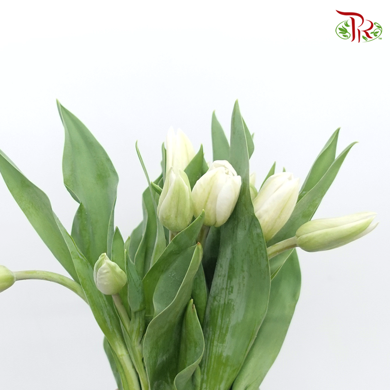 Tulip - Light Green (5 Stems / 10 Stems)-Netherland-prflorist.com.my