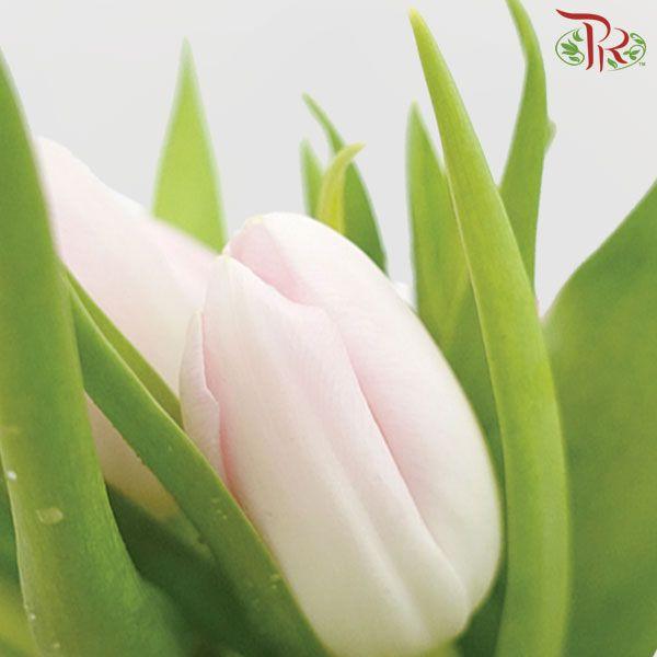 Tulip - Light Pink (5 Stems / 10 Stems)-Netherland-prflorist.com.my