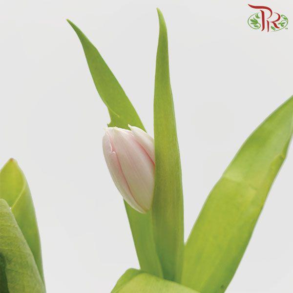 Tulip - Light Pink (5 Stems / 10 Stems)-Netherland-prflorist.com.my