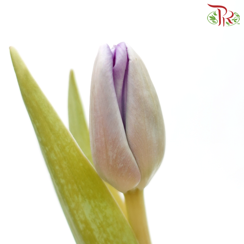 Tulip - Light Purple (5 Stems / 10 Stems)-China-prflorist.com.my