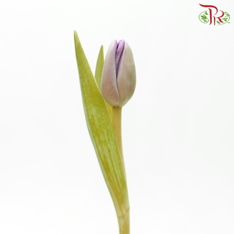 Tulip - Light Purple (5 Stems / 10 Stems)-China-prflorist.com.my