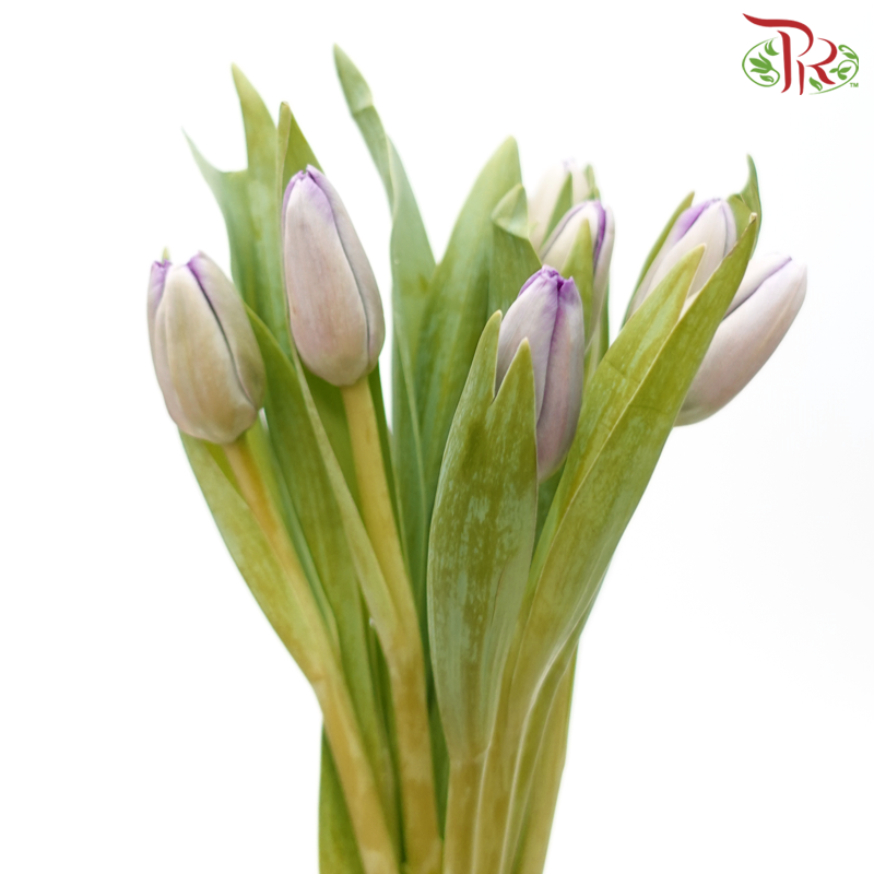 Tulip - Light Purple (5 Stems / 10 Stems)-China-prflorist.com.my