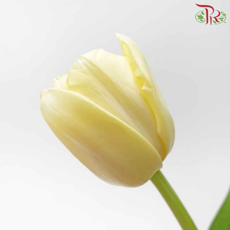 Tulip - Light Yellow (5 Stems / 10 Stems)-China-prflorist.com.my