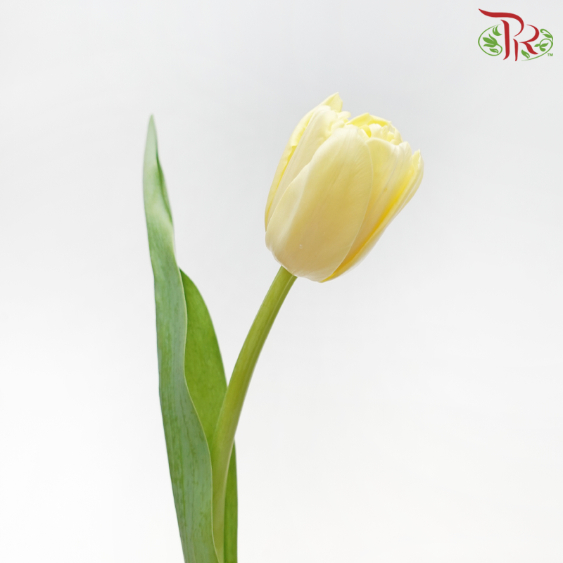 Tulip - Light Yellow (5 Stems / 10 Stems)-China-prflorist.com.my