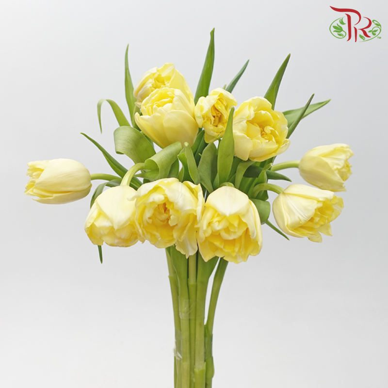 Tulip - Light Yellow (5 Stems / 10 Stems)-China-prflorist.com.my