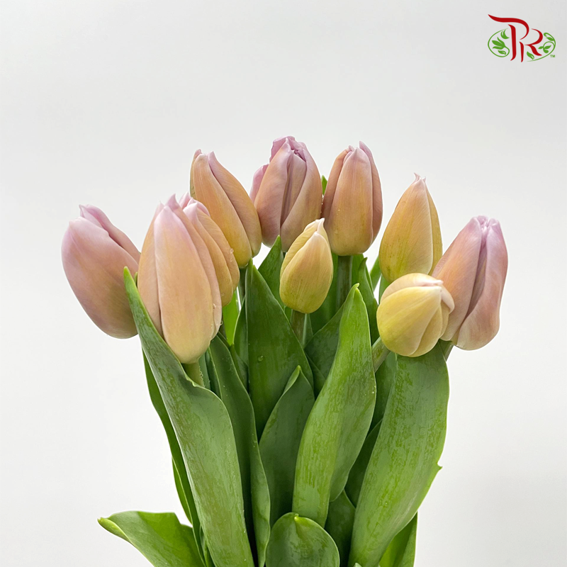 Tulip - Lilac Peach (9-10 stems)-Thailand-prflorist.com.my