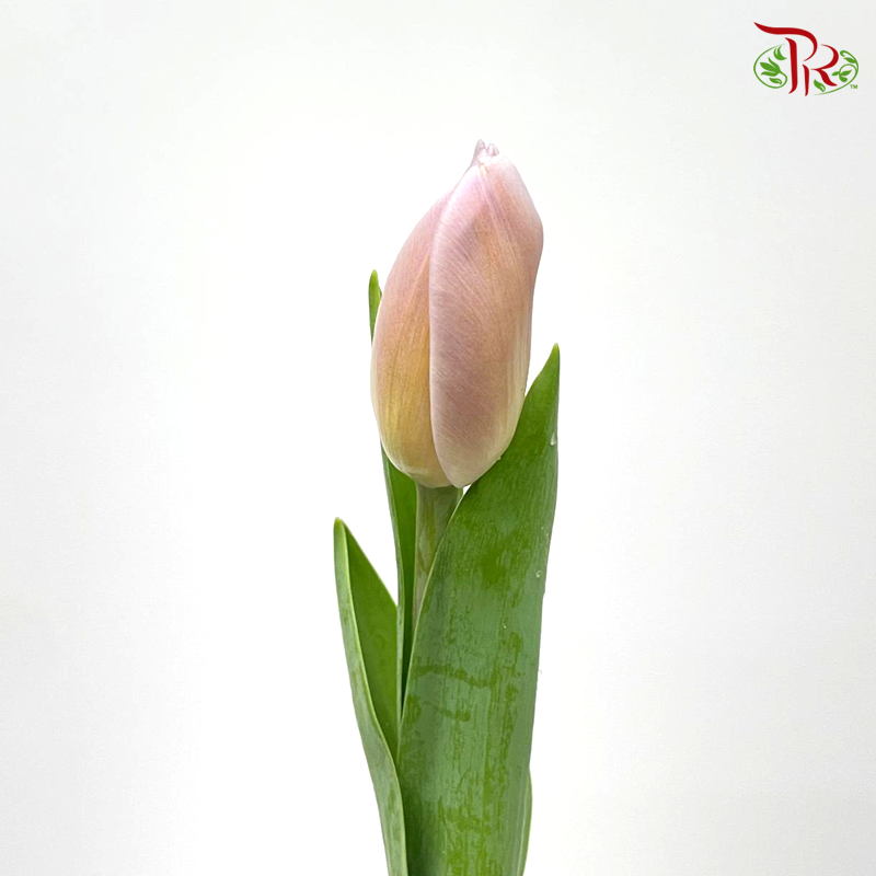 Tulip - Lilac Peach (9-10 stems)-Thailand-prflorist.com.my