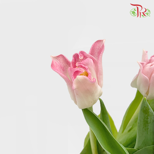 Tulip Lily - Crown Of Dynasty (5 Stems / 10 Stems)-Netherland-prflorist.com.my