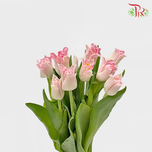 Tulip Lily - Crown Of Dynasty (5 Stems / 10 Stems)-Netherland-prflorist.com.my