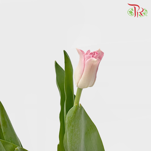 Tulip Lily - Crown Of Dynasty (5 Stems / 10 Stems)-Netherland-prflorist.com.my