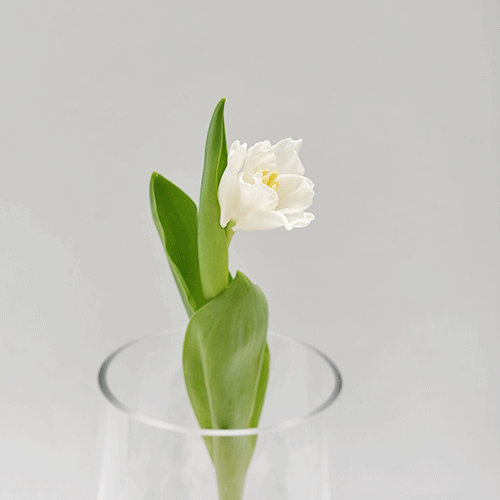 Tulip Lily - Liberstar (5 Stems / 10 Stems)-Netherland-prflorist.com.my