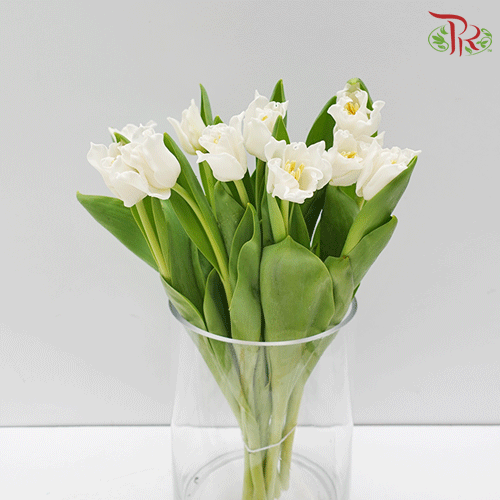 Tulip Lily - Liberstar (5 Stems / 10 Stems)-Netherland-prflorist.com.my