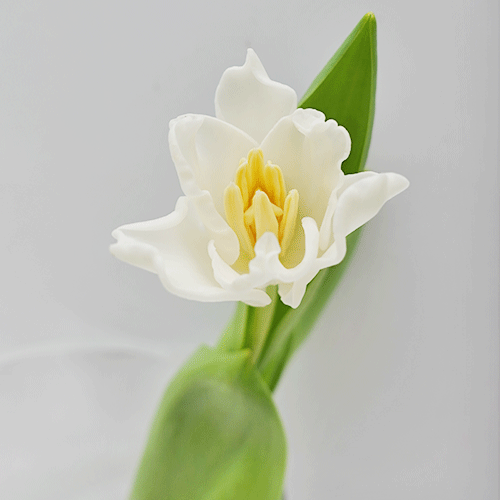 Tulip Lily - Liberstar (5 Stems / 10 Stems)-Netherland-prflorist.com.my