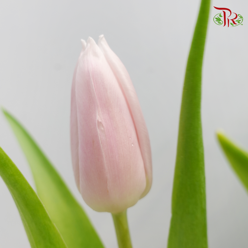 Tulip - Little Princess (Lilac) (5 Stems / 10 Stems)-Netherland-prflorist.com.my